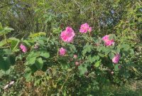 طبیعت زیبای روستای الله آباد سید