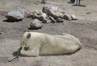 گزارش تصویری بازدید خبرنگاران از باغ وحش گهر پارک سیرجان گزارش تصویری بازدید خبرنگاران از باغ وحش گهر پارک سیرجان