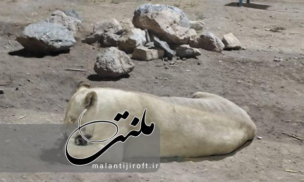 گزارش تصویری بازدید خبرنگاران از باغ وحش گهر پارک سیرجان گزارش تصویری بازدید خبرنگاران از باغ وحش گهر پارک سیرجان